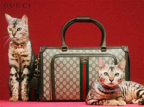 gucci cat 3|Gucci pets.